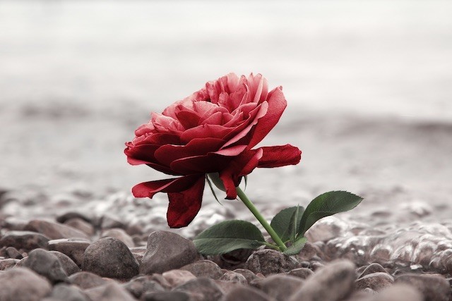 Rote Blume