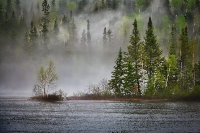 see wald