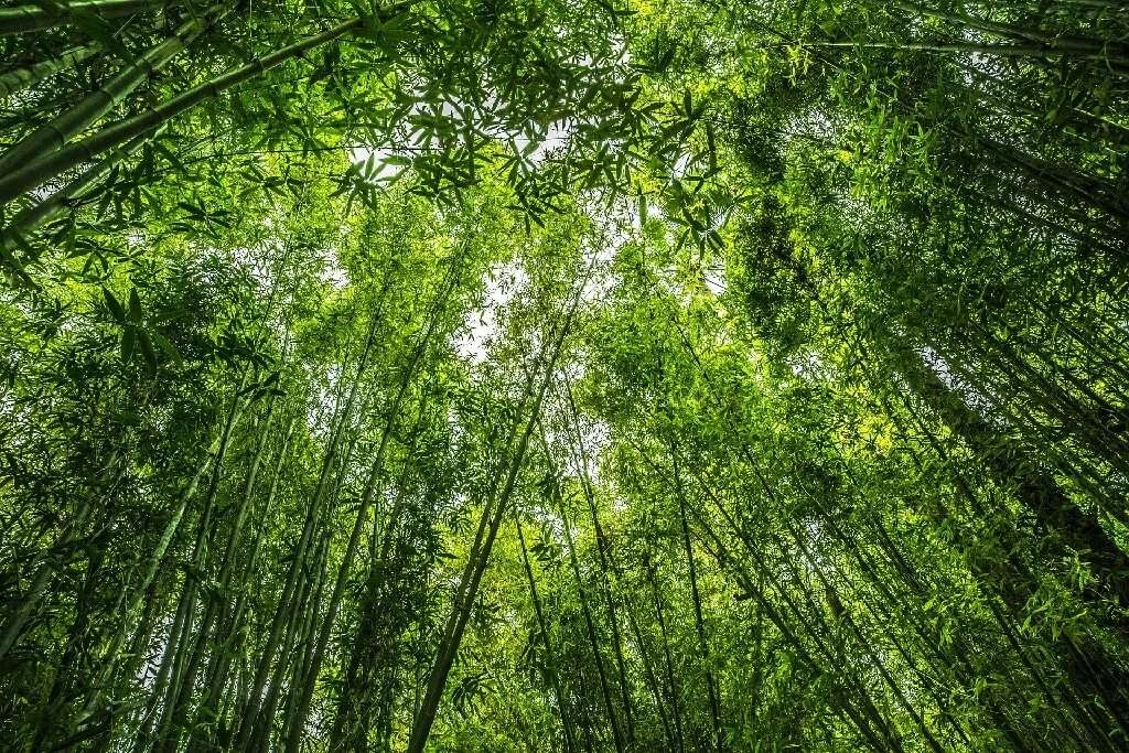 Nachhaltige Bestattung 05 Bambus Wald gruen 1 1