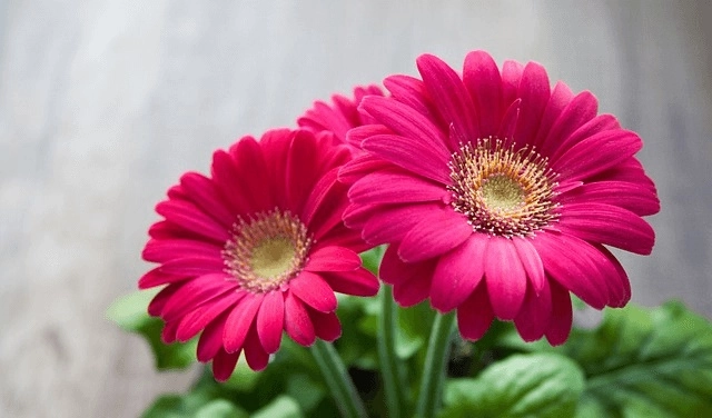 Hochzeitsblumen