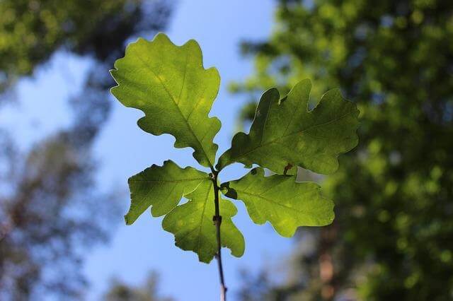 Ein Blatt der Eiche