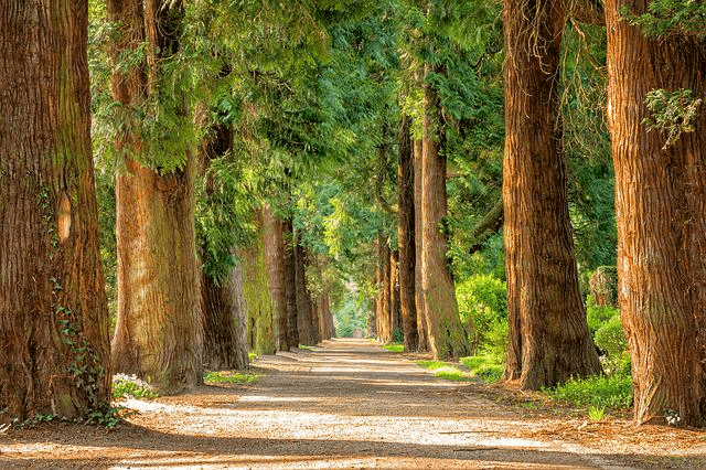 Die Trauerzeremonie im Friedwald abhalten