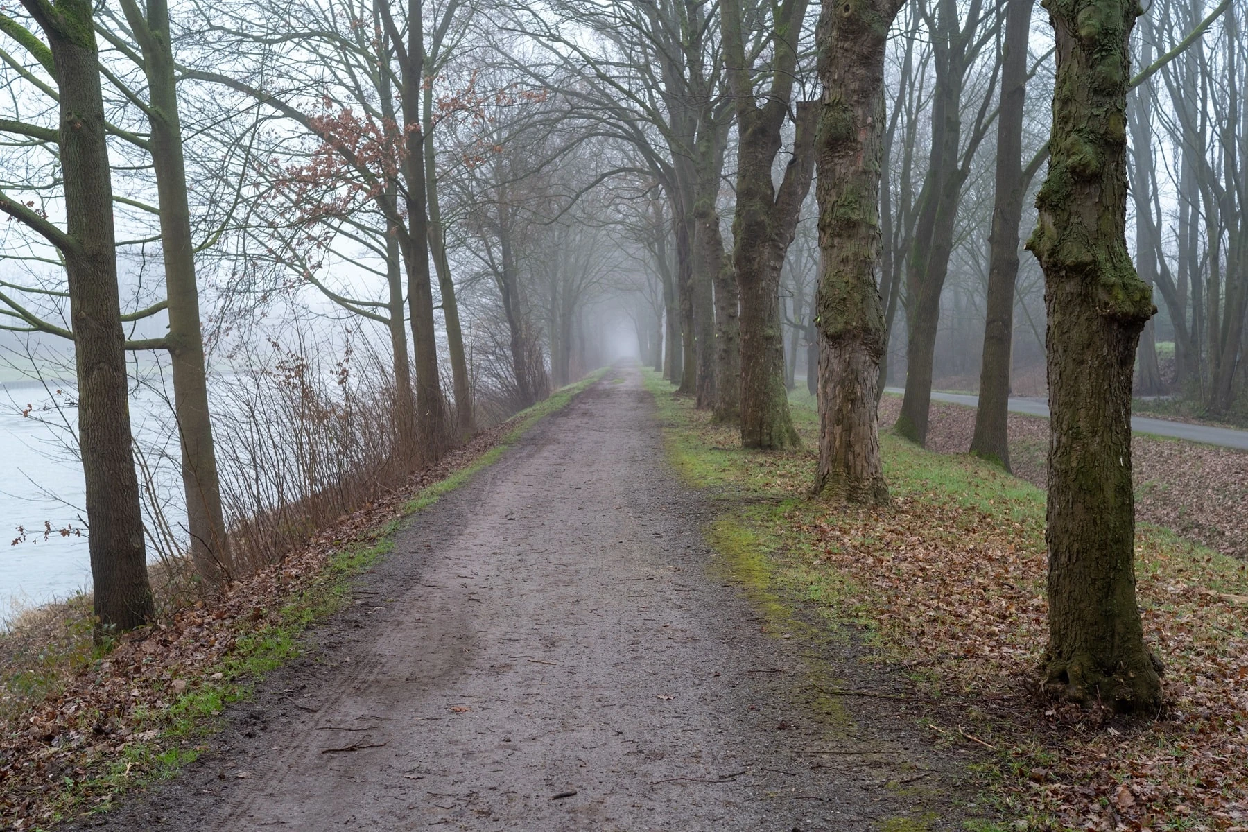 Trauerrednerin Bergisch Gladbach - Weg am Wald mit Nebel